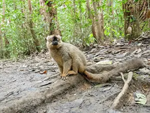 Endangered Prints: Red-fronted brown lemur rests on Lemur Island in Madagascar during the day