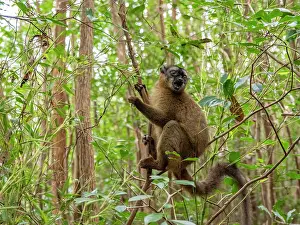 Mammals Prints: Red-fronted brown lemur rests in a tree on Lemur Island in Madagascar during the day
