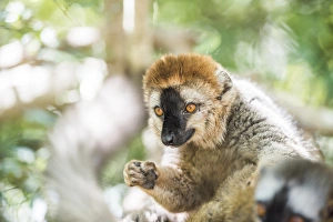 Red-fronted lemur (Eulemur Rufifrons), Isalo National Park, Ihorombe Region, Southwest Madagascar