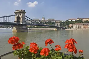 Danube Prints: Red geraniums and the Chain Bridge (Szechenyi Lanchid) over the River Danube