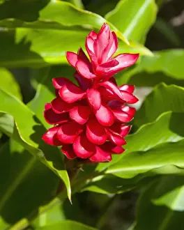 Botanical Prints: Red ginger (Alpinia purpurata) at the Jardin du Roi spice garden near Anse Royale
