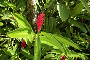 Gardening Prints: Red Ginger plant, (Alpina purpurata) in full bloom found on the exotic island of Mauritius in the Indian Ocean