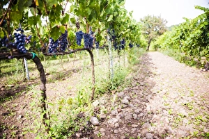 Mount Etna Prints: Red grapes at a vineyard on Mount Etna Volcano