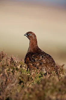 Images Dated 11th December 2007: Red grouse (Lagopus lagopus) in heather, North Pennines, England, United Kingdom, Europe