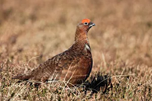 Male Animal Prints: Red grouse (Lagopus lagopus), male, in heather, County Durham, England
