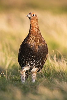 Red Grouse Prints: Red grouse (Lagopus lagopus) male, County Durham, England, United Kingdom, Europe