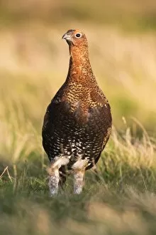 County Durham Collection: Red grouse (Lagopus lagopus) male, County Durham, England, United Kingdom, Europe