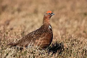 Images Dated 25th October 2010: Red grouse (Lagopus lagopus), male, in heather, County Durham, England