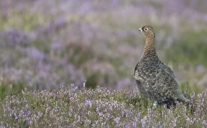 County Durham Collection: Red grouse (Lagopus lagopus), North Pennine Moors, County Durham, England, United Kingdom