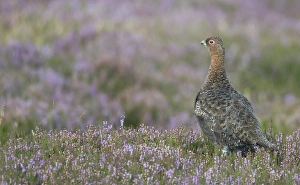 Heather Prints: Red grouse (Lagopus lagopus), North Pennine Moors, County Durham, England, United Kingdom
