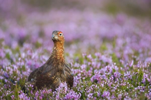 Red Grouse Prints: Red grouse (Lagopus lagopus), Yorkshire Dales, England, United Kingdom, Europe
