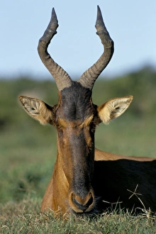 Addo Prints: Red hartebeest (Alcelaphus buselaphus)