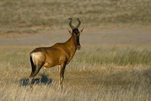 Red hartebeest (Alcelaphus buselaphus)