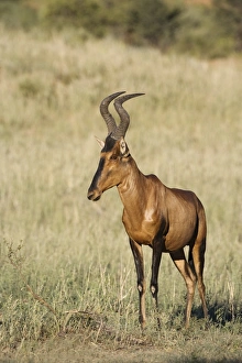 Red hartebeest (Alcelaphus buselaphus)