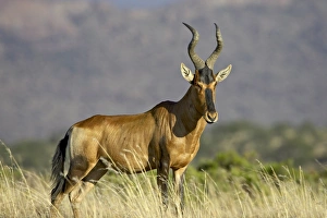Images Dated 9th November 2006: Red hartebeest (Alcelaphus buselaphus)