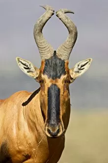 Images Dated 8th March 2007: Red hartebeest (Alcelaphus buselaphus), Mountain Zebra National Park, South Africa