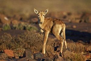 Immature Prints: Red hartebeest (Alcelaphus buselaphus) calf, Karoo National Park, South Africa, Africa
