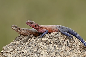 Red-headed agama (Agama agama) pair, Serengeti National Park, Tanzania