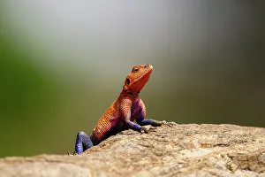 Lizard Prints: A red-headed Lizard (Agama agama) in the Maasai Mara, Kenya, East Africa, Africa