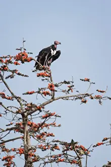 Vulture Prints: Red-headed vulture (Asian king vulture) (Indian black vulture) (Pondicherry vulture)