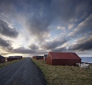 Red huts and sheep at sunset on coast, Lofoten Islands, Norway, Scandinavia, Europe