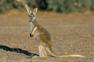 Marsupial Prints: Red kangaroo (Macropus rufus), Mootwingee National Park, New South Wales
