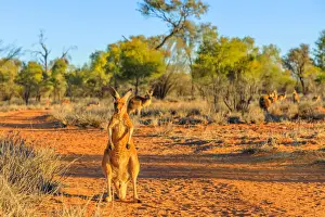 Northern Territory Prints: Red kangaroo (Macropus rufus) standing on the red sand of Outback central Australia