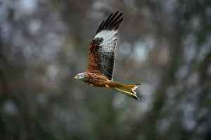 Spread Wings Prints: Red Kite, a bird of prey, Gigrin, Wales, United Kingdom, Europe