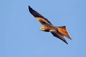 Birds Prints: Red kite (Milvus milvus) in flight, Rhayader, Wales, United Kingdom, Europe