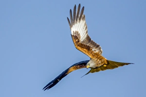 Rhayader Prints: Red kite (Milvus milvus) in flight preparing to dive, Rhayader, Wales, United Kingdom