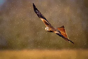 Birds Prints: Red kite (Milvus milvus) in flight during a snow shower, Rhayader, Wales, United Kingdom