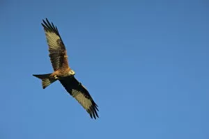Images Dated 15th January 2000: Red kite (Milvus milvus) in flight with wing tags