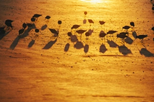 North Carolina Prints: Red knots on Sunset Beach during golden sunrise, North Carolina, United States of America