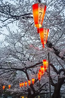 Hanging Prints: Red lanterns illuminating the cherry blossom in the Ueno Park, Tokyo, Japan, Asia