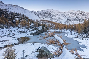 Red larches frame the frozen Lake Mufule, Malenco Valley, Province of Sondrio, Valtellina