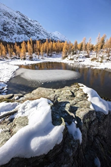 Province Of Sondrio Prints: Red larches frame the frozen Lake Mufule, Malenco Valley, Province of Sondrio, Valtellina