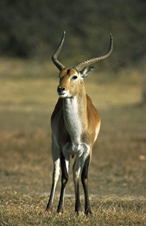 Red lechwe