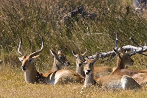 Horn Prints: Red lechwe