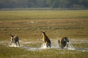 Images Dated 16th July 2007: Red lechwe (Kobus leche), Busanga Plains, Kafue National Park, Zambia, Africa