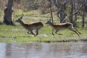 Red lechwe (Kobus leche leche), Khwai Conservation Area, Okavango Delta, Botswana, Africa