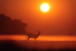 Savannah Prints: The Red Lechwe (Kobus leche leche)