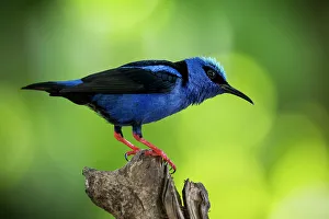 Sarapiqui Prints: Red leg honey creeper (Cyanerpes cyaneus), Sarapiqui, Costa Rica, Central America