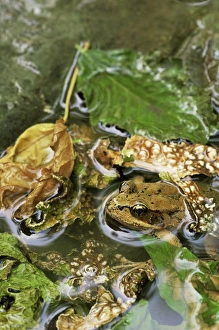 Disguising Prints: Red-legged frog (Rana aurora)
