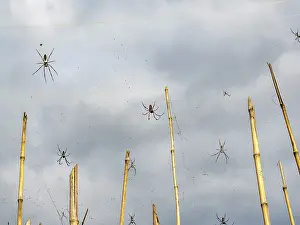 Large Prints: Red-legged golden orb weavers spin webs high among bamboo in Madagascar's natural habitat