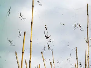 Entomology Prints: Red-legged golden orb weavers spin webs in Madagascar