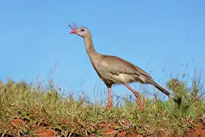 Red-legged Seriema (Crested Seriema) (Cariama cristata) on red soil, Serra da Canastra National Park, Minas Gerais, Brazil, South America
