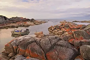 Australasian Prints: Red lichen on Rocks, Bay of Fires, Bay of Fires Conservation Area, Tasmania