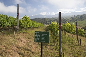 Food And Drink Industry Prints: Red Mountain Estate winery, Nyaungshwe, Inle Lake, Shan State, Myanmar (Burma), Asia