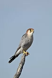 Images Dated 11th April 2011: Red-necked falcon (red-headed merlin) (Falco chicquera), Kgalagadi Transfrontier Park