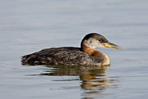 Red-necked grebe (Podiceps grisegena), Wasilla, Alaska, United States of America